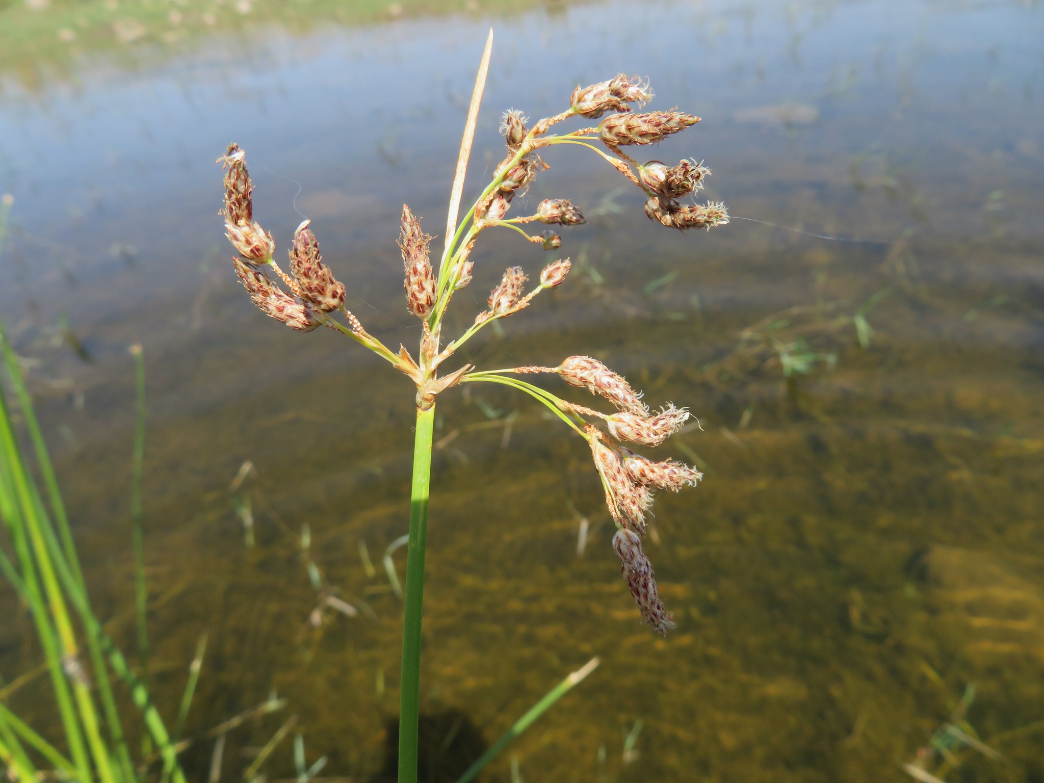 Schoenoplectus litoralis