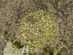 Biatora appalachensis