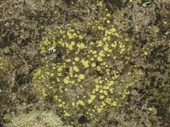 Biatora appalachensis