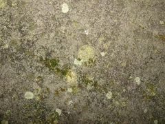 Biatora appalachensis