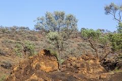 Acacia aneura