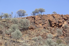Acacia aneura