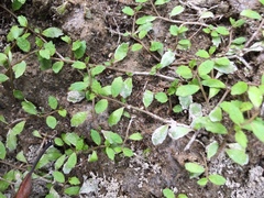 Lobelia perpusilla