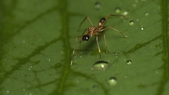 Myrmaplata plataleoides