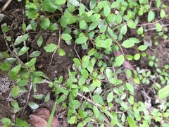 Lobelia perpusilla