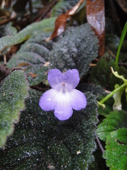 Didymostigma obtusum