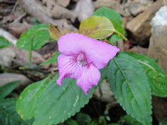 Impatiens macrovexilla