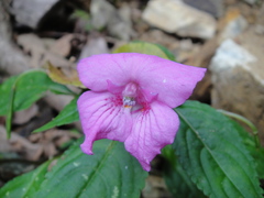 Impatiens macrovexilla