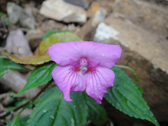 Impatiens macrovexilla