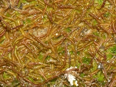 Odontoschisma sphagni