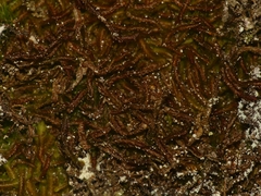 Odontoschisma sphagni