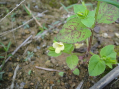 Torenia flava