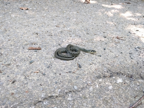 Natrix natrix