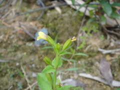 Torenia flava