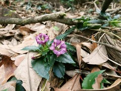 Tripterospermum nienkui