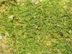 Odontoschisma sphagni