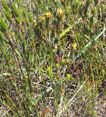 Gnidia styphelioides