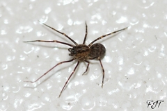 Scytodes