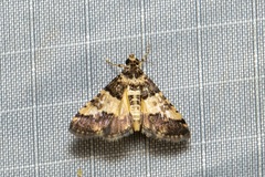 Nacoleia mesochlora