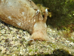 Aplysia sydneyensis