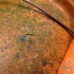 Chrysosoma leucopogon