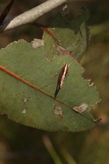 Archaereta dorsivittella