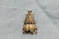 Pseudozarba orthopetes