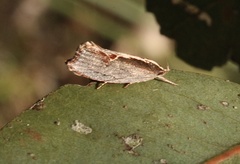 Archaereta dorsivittella
