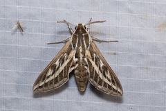 Hyles livornicoides
