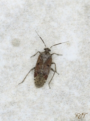 Calocorisca