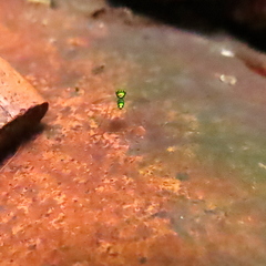 Chrysosoma leucopogon