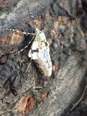 Operophtera rectipostmediana