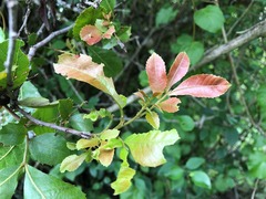 Alectryon subdentatus