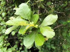 Alectryon subdentatus