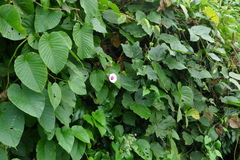 Argyreia capitiformis