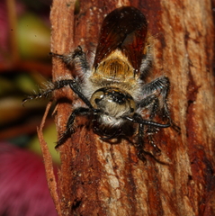 Radumeris radula