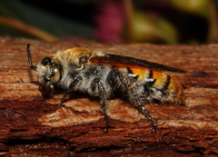 Radumeris radula
