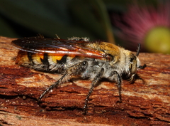 Radumeris radula