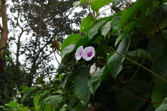 Argyreia capitiformis