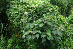 Argyreia capitiformis