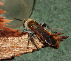 Radumeris radula