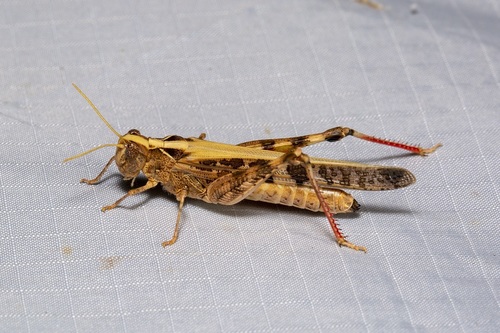 Australian Plague Locust photo 2