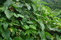 Argyreia capitiformis