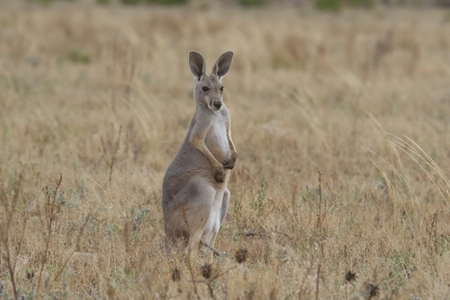 Red Kangaroo