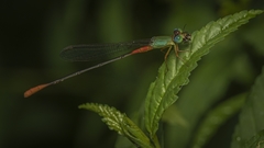 Ceriagrion cerinorubellum