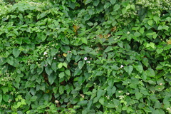 Argyreia capitiformis