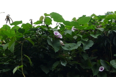 Argyreia capitiformis