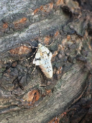 Operophtera rectipostmediana