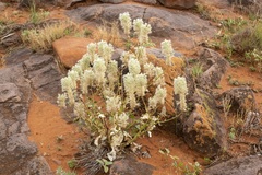 Ptilotus nobilis