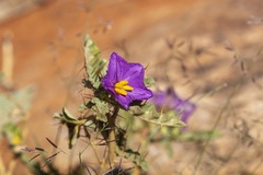 Solanum petrophilum